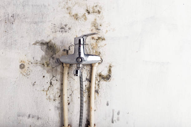 Best Black Mold Removal  in Artesia, NM