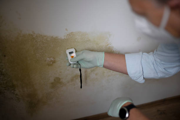 Best Certified Mold Removal  in Artesia, NM