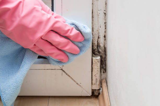 Attic Mold Removal in Artesia, NM